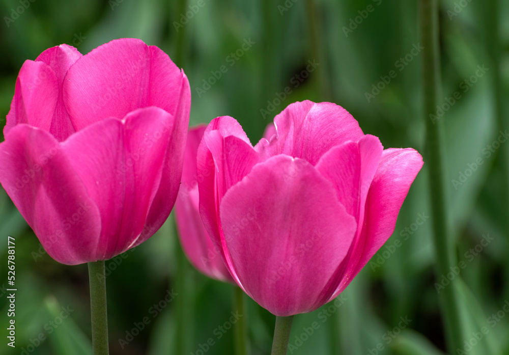 pink tulips in the garden