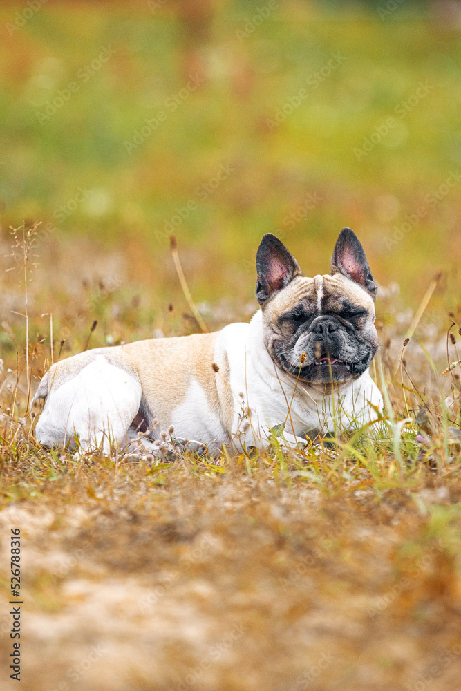 Beige and white french bulldog female dog lying in the tall grass in summer outside.
