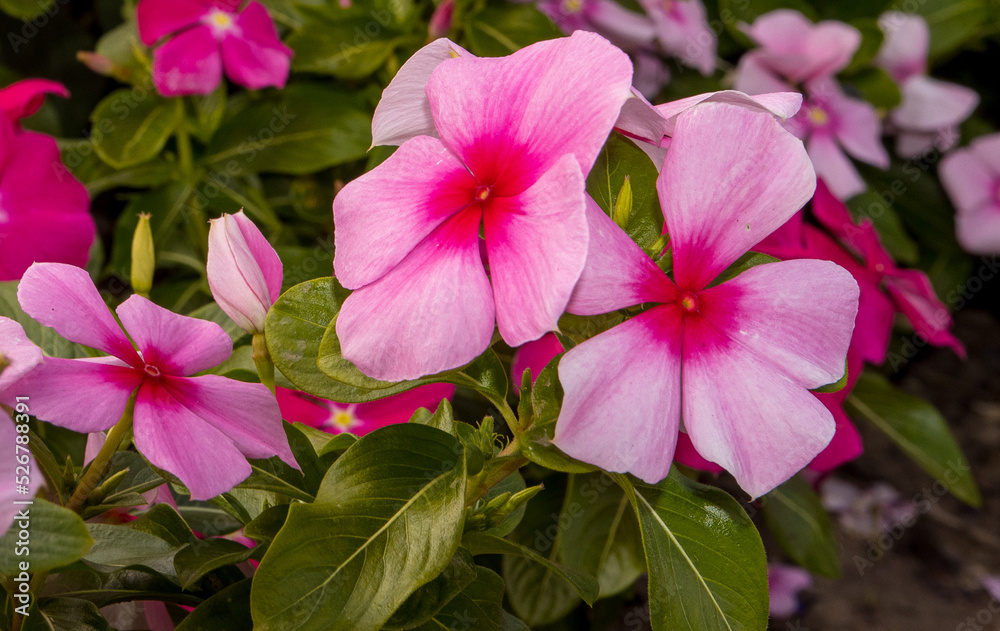pink flowers in the garden pink flowers in the garden