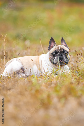 Beige and white french bulldog female dog lying in the tall grass in summer outside.