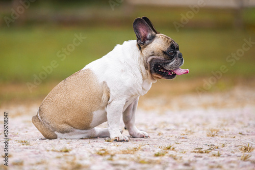 Obraz na płótnie Beige and white french bulldog gorl sitting on the ground and panting in the hot summer day. w salonie