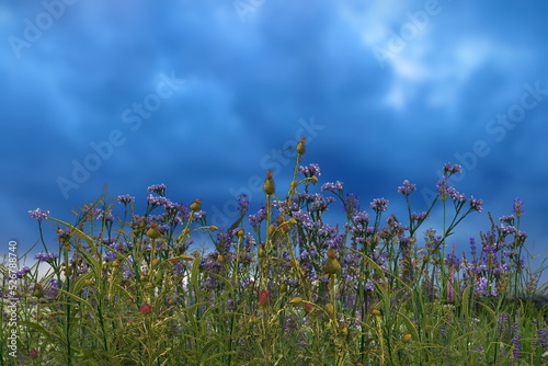 sky and orange sun beam on sunset evening wild blue flowers and herbs on field hature landscape