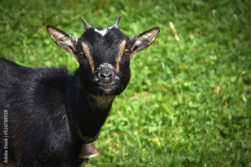 Small black goat, a dwarf goat. Mała czarna koza, koza karłowata