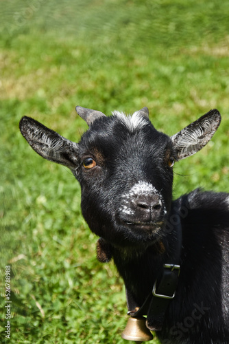 Mała czarna koza, koza karłowata. Small black goat, a dwarf goat.