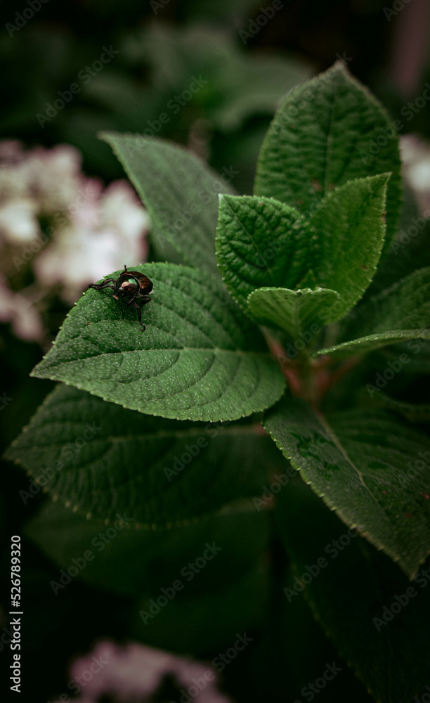 leaf, bug leaf, bug