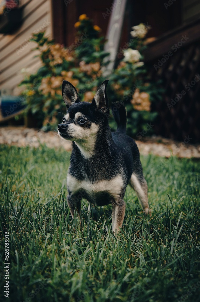 dog dog