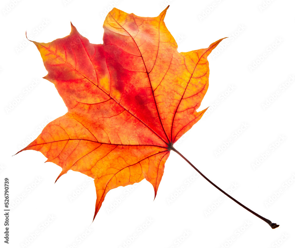 Autumn maple leaves isolated on white background Autumn maple leaves isolated on white background
