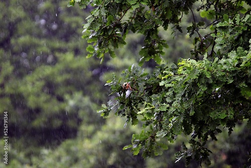 Rain drizzling on the green leaves of a tree in the forest