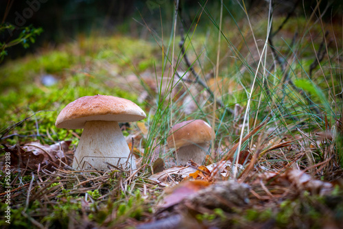 season two porcini white mushrooms grow in wood