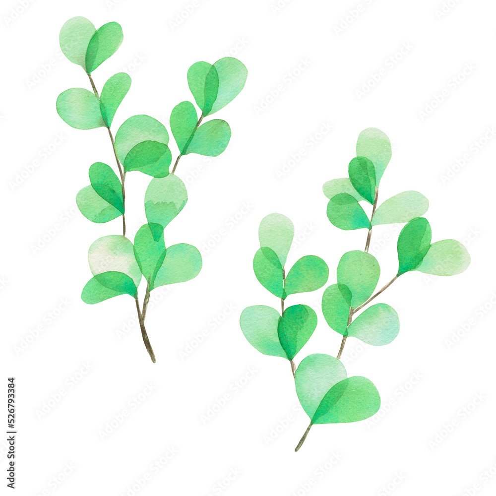 Hand-painted branch of eucalyptis. An isolated element of garden set Hand-painted branch of eucalyptis. An isolated element of garden set