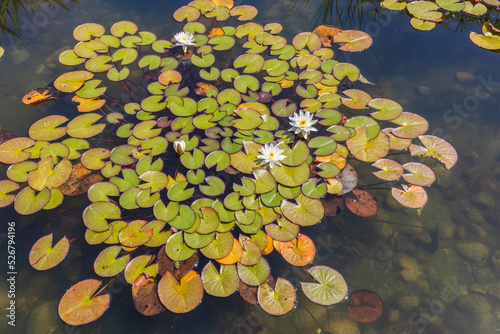 Blooming lilies in the pond