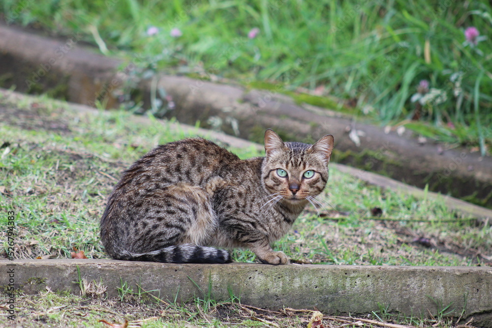 Cat in the Wild Cat in the Wild
