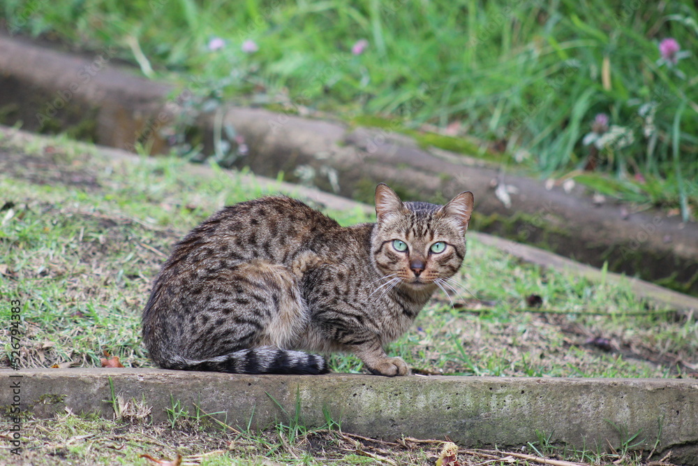 Cat in the Wild