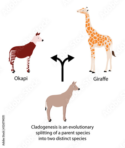 illustration of biology and animals, Cladogenesis is an evolutionary splitting of a parent species into two distinct species, evolution theory, Natural selection is the differential survival 