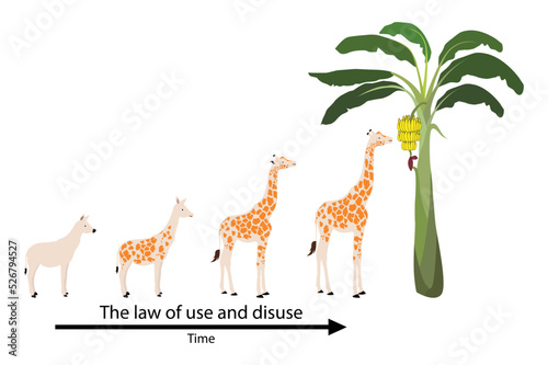 illustration of biology and animals, The law of use and disuse, Lamarck’s theory of evolution, evolutionary change and genetic inheritance