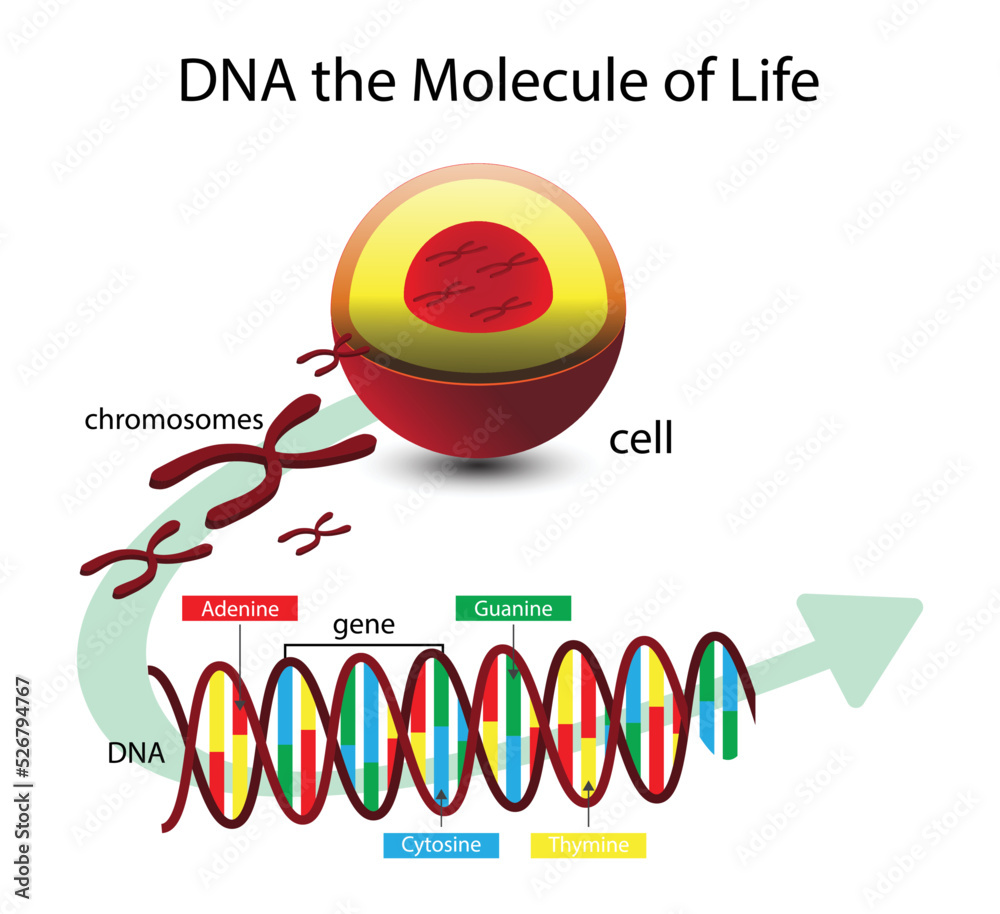 illustration of biology, DNA the Molecule of life, DNA structure, DNA