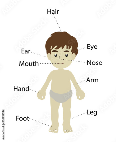 illustration of biology and anatomy, human body, the physical substance of the human organism, The Human Body Internal Organs Science Home School Learning Education, Human anatomical scheme