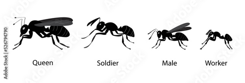 illustration of biology and animals, different types of ants classified according to its function, different types of ants in a colony, ant colonies are typically home to four different types of ant