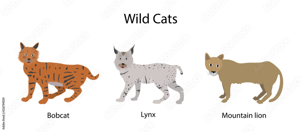 illustration of biology and animals, Wildcat is a species complex comprising two small wild cat species, European wildcat and African wildcat, Colors, patterns and characteristics of each breed of cat