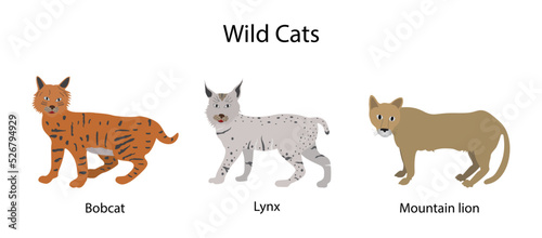 illustration of biology and animals, Wildcat is a species complex comprising two small wild cat species, European wildcat and African wildcat, Colors, patterns and characteristics of each breed of cat