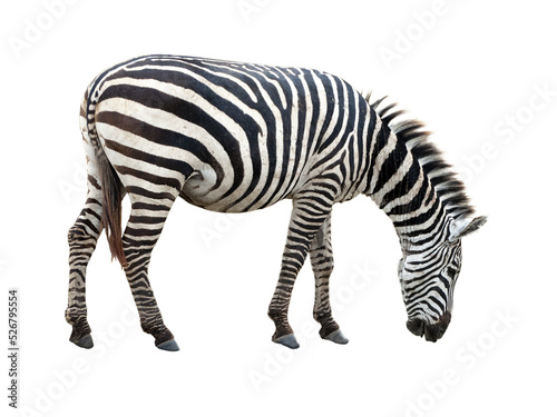 Cutout of an isolated zebra grazing grass  with the transparent png background	