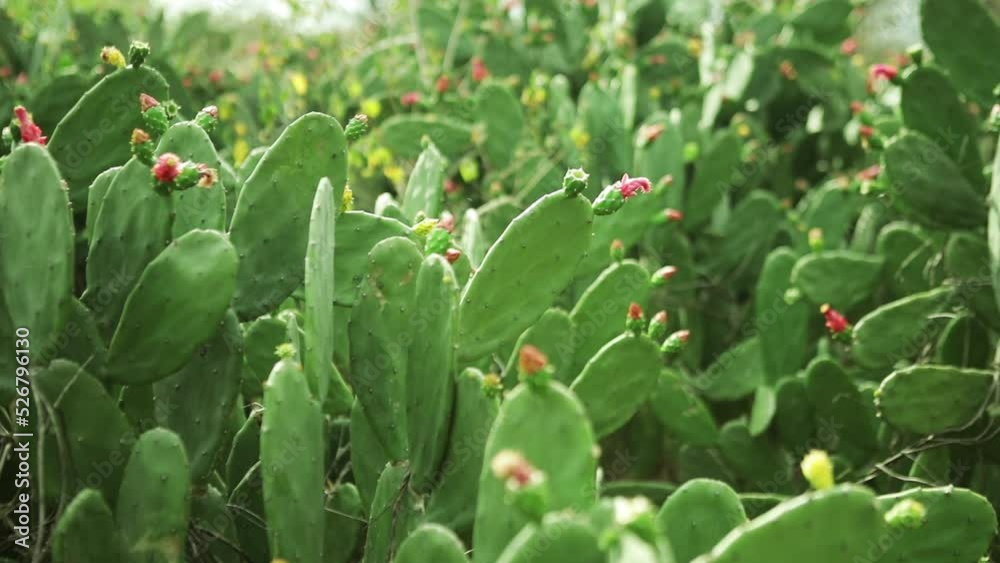 surrounded by cacti in the countryside of brazil, slow motion surrounded by cacti in the countryside of brazil, slow motion