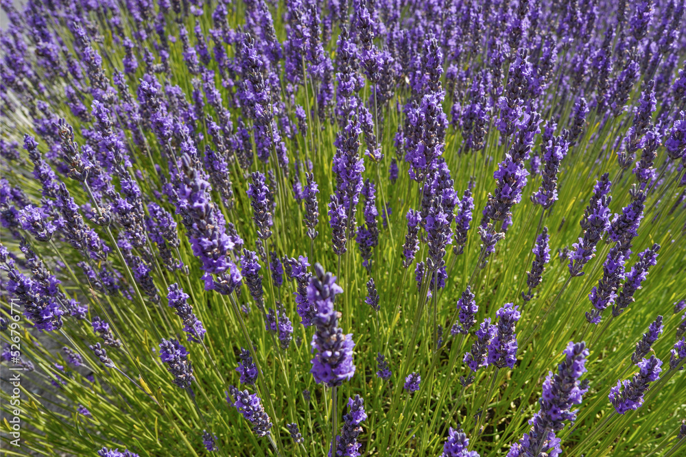 Obraz premium Lavanda profumata