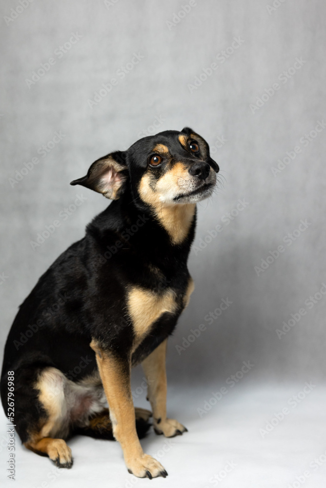 Portrait of sad dog on a white background. Sad and worried mongrel dog on a floor. Sad looking black dog sitting isolated on a white background. Sick or unhappy dog Portrait of sad dog on a white background. Sad and worried mongrel dog on a floor. Sad looking black dog sitting isolated on a white background. Sick or unhappy dog