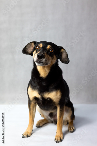 Portrait of sad dog on a white background. Sad and worried mongrel dog on a floor. Sad looking black dog sitting isolated on a white background. Sick or unhappy dog