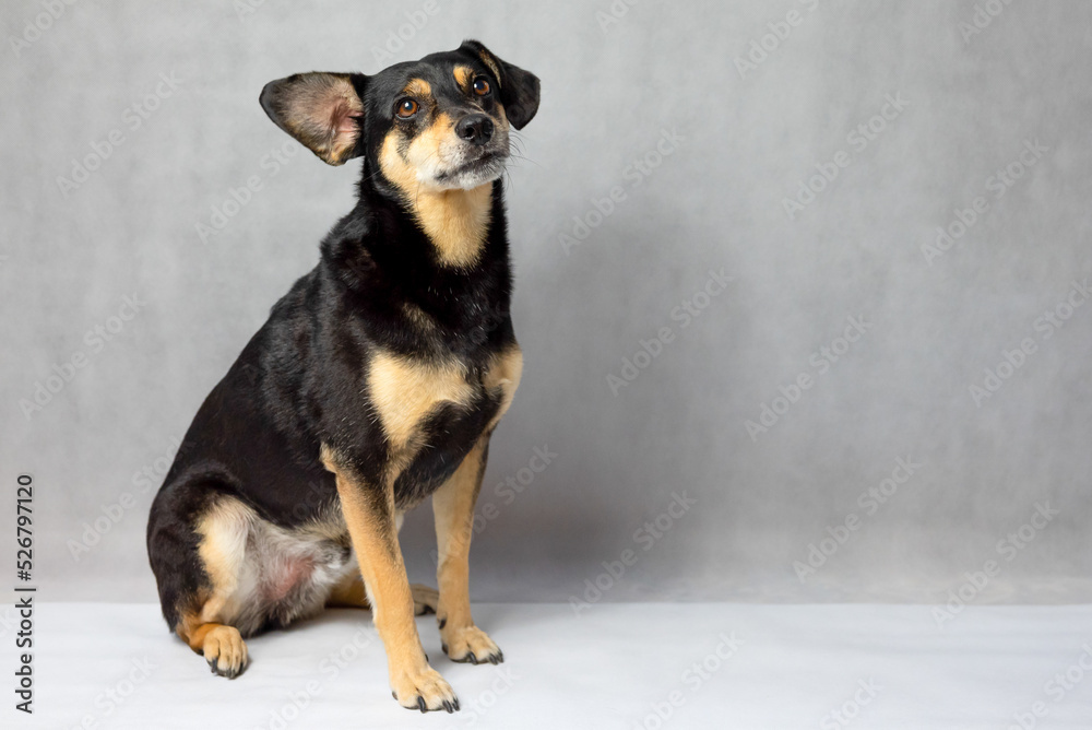 Portrait of sad dog on a white background. Sad and worried mongrel dog on a floor. Sad looking black dog sitting isolated on a white background. Sick or unhappy dog Portrait of sad dog on a white background. Sad and worried mongrel dog on a floor. Sad looking black dog sitting isolated on a white background. Sick or unhappy dog