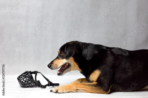 The crossbreed dog looks at the muzzle and is afraid. The dog does not like to wear a muzzle. Dog with a muzzle. Why a muzzle. Black dog on a white background next to the lamp. 