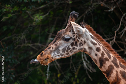 Giraffe Face Sticking Out Tongue In A Funny Way, Close-Up Side-View Portrait