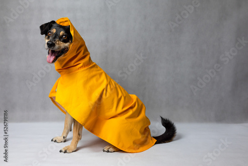 Happy mongrel black dog in a yellow raincoat stands on the white background. Dog in a yellow storm jacket. ​Cute Black dog, adressed in a yellow rain coat stands in a studio. Autum dog.