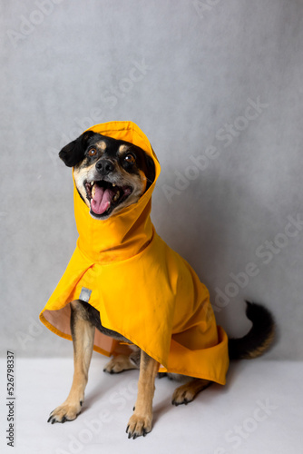 Happy mongrel black dog in a yellow raincoat stands on the white background. Dog in a yellow storm jacket. ​Cute Black dog, adressed in a yellow rain coat stands in a studio. Autum dog. photo