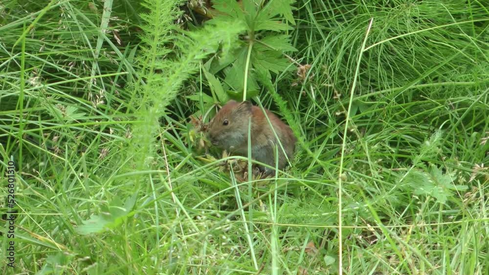 Cute Rodent eats grass, Medium shot 
North America nature and rodent  wildlife, Canada, 2022
