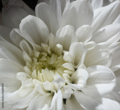 White chrysanthemum © Совгіра Марина