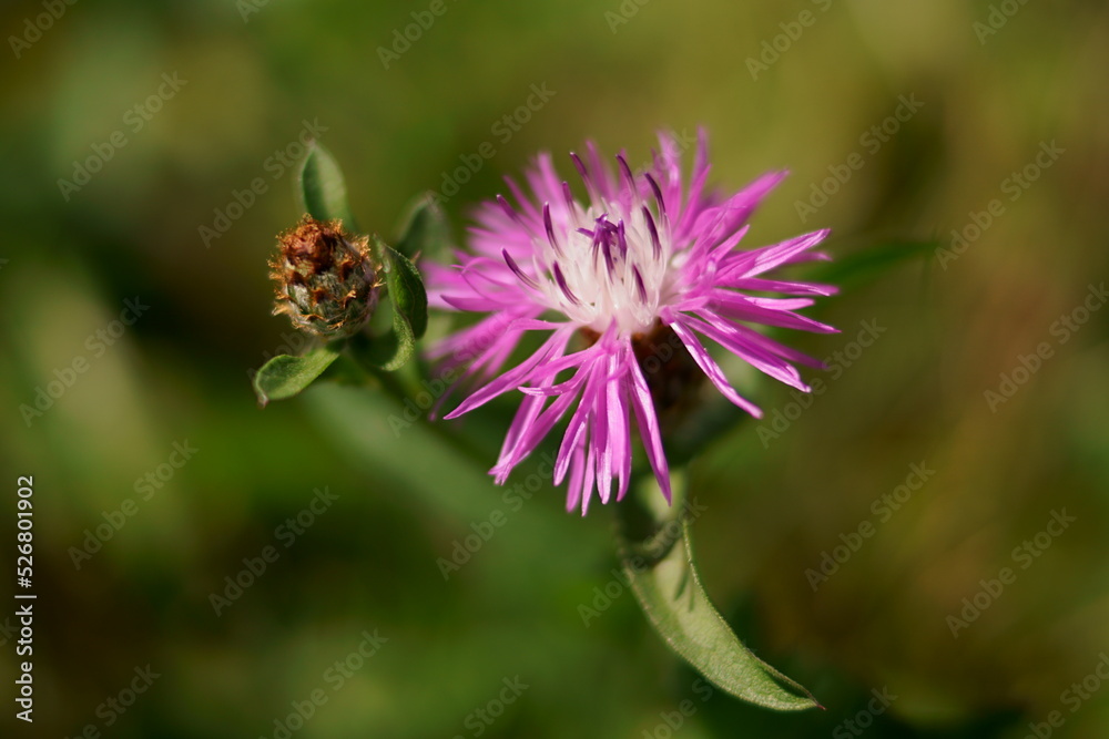 Wild flowers - Meadow knapweed; Centaurea nervosa Wild flowers - Meadow knapweed; Centaurea nervosa