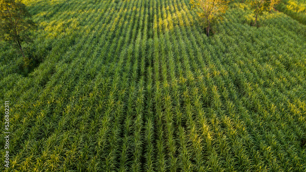 Drone aerial view sugarcane field Drone aerial view sugarcane field