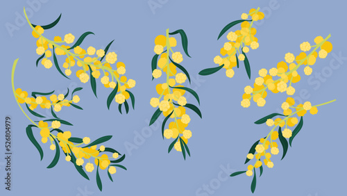 Acacia saligna wattle tree. Acacia flowers of spring