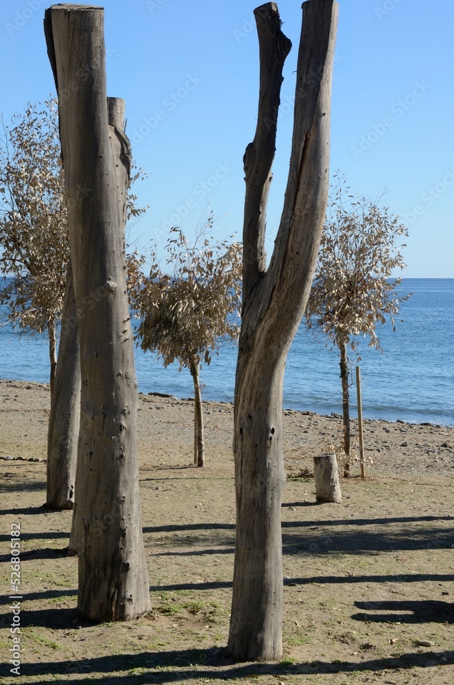 Tree trunks in a lonely beach in Marbella, Spain