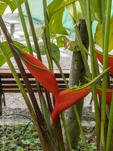 Close up Heliconia bihai red flower blossom, red palulu or garden banana tree, a tropical flower.