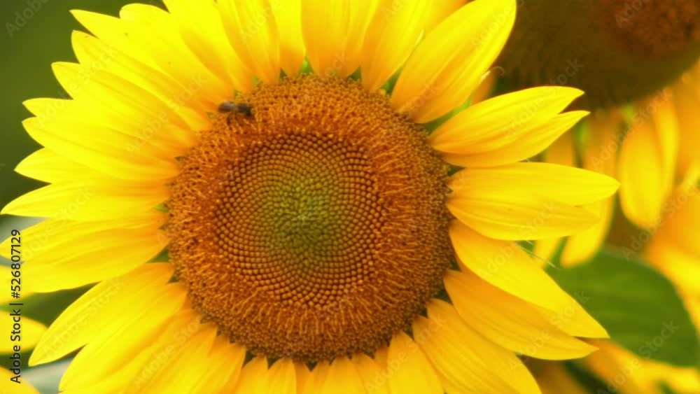 Yellow flowers of sunflower plants with honey bees insects in the field Yellow flowers of sunflower plants with honey bees insects in the field