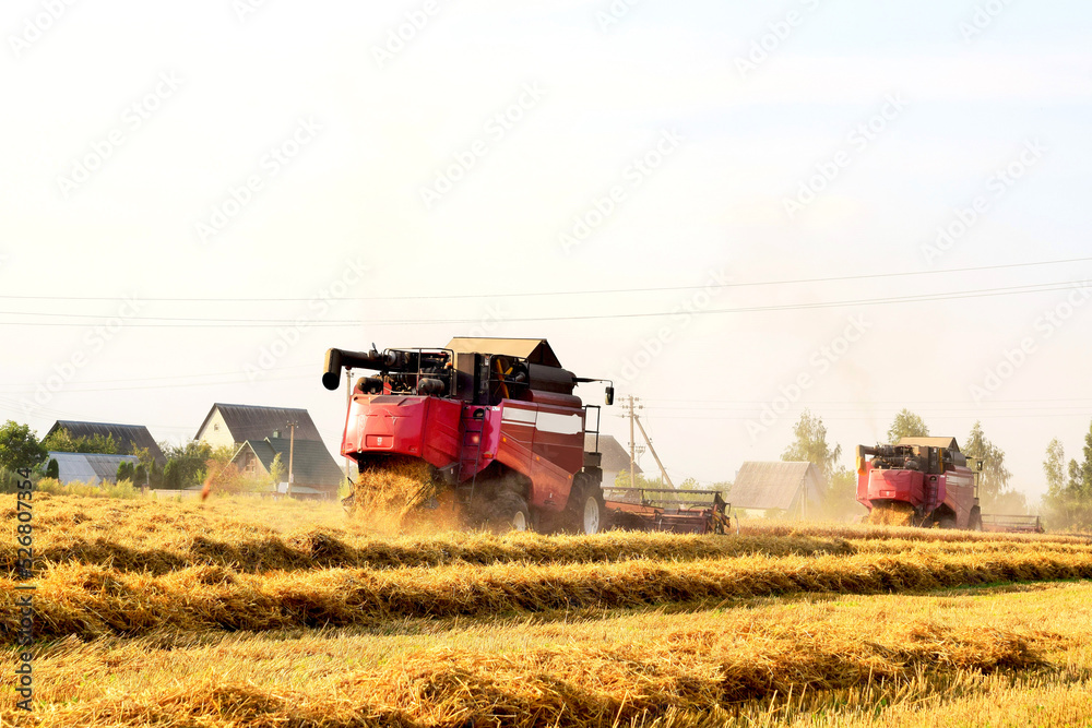 Fototapeta premium Combine harvesters harvest the wheat field