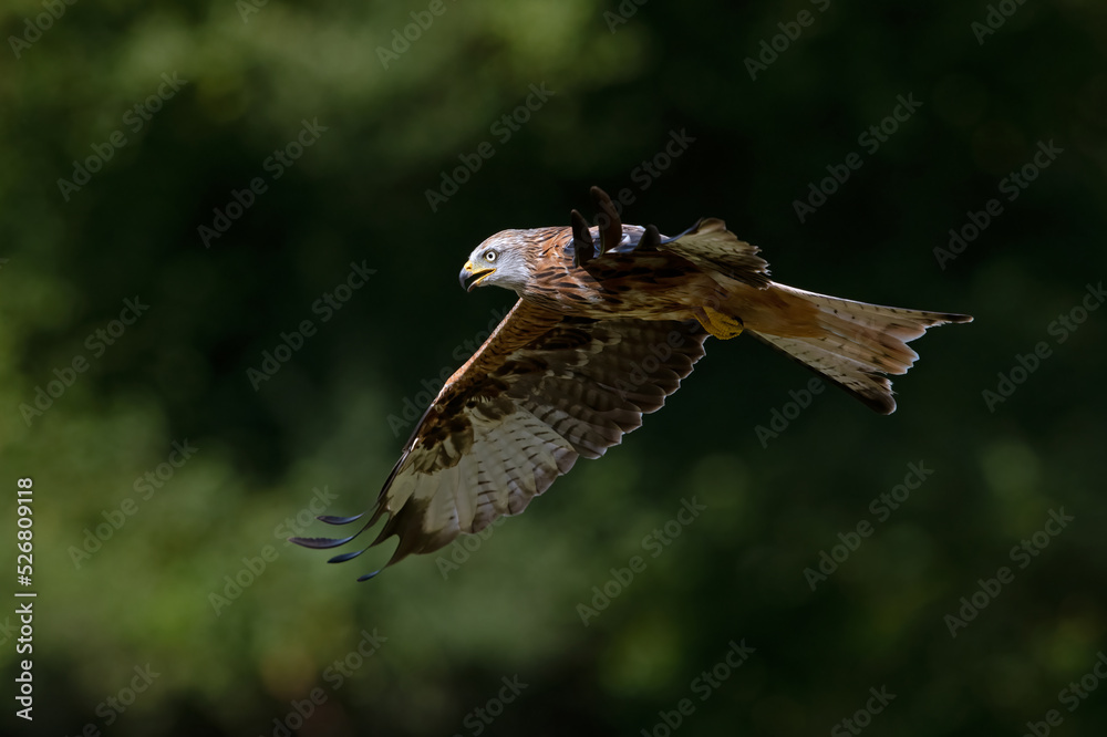 Fototapeta premium Red Kite (Milvus milvus) flying in front of a dark forest
