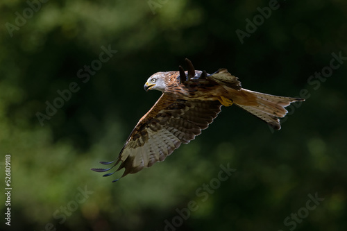 Red Kite (Milvus milvus) flying in front of a dark forest © davemhuntphoto