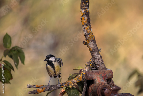 Great tit (Parus major). photo