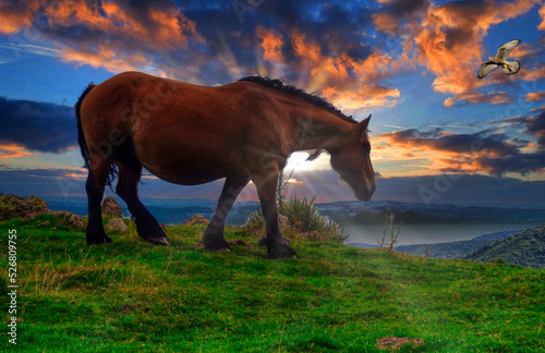 Larraun - cavall salvatge - Navarra photo