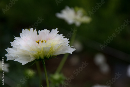 Close-up of a stem of a white flower (dahlia) on a green blurred background with other flowers