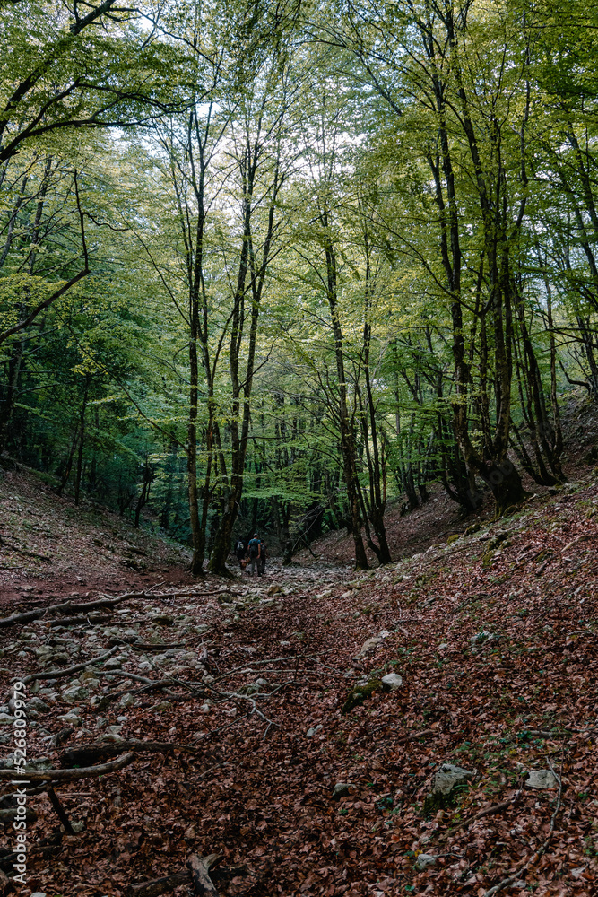 Inside the woods. Monti Lucretili Natural Park. Lazio, Italy