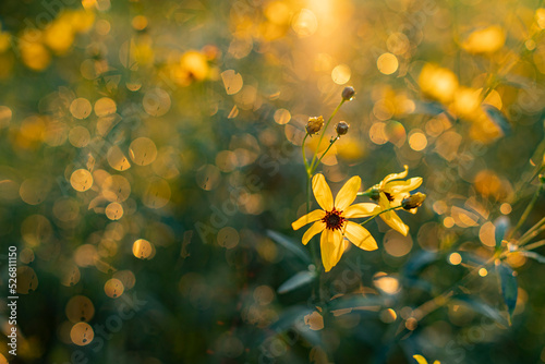 Prairie coreopsis flowers and a soft background with bokeh and sun flare during the sunset. photo